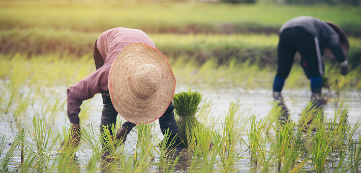 farmer planting rice